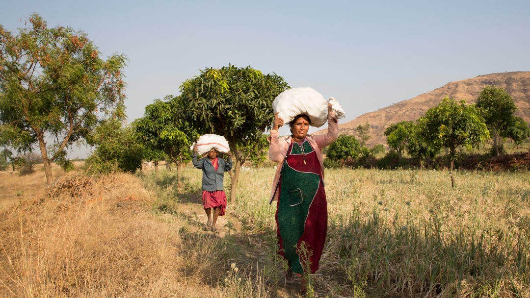 Indische Kleinbauern tragen Lebensmittelsäcke durch ein Feld