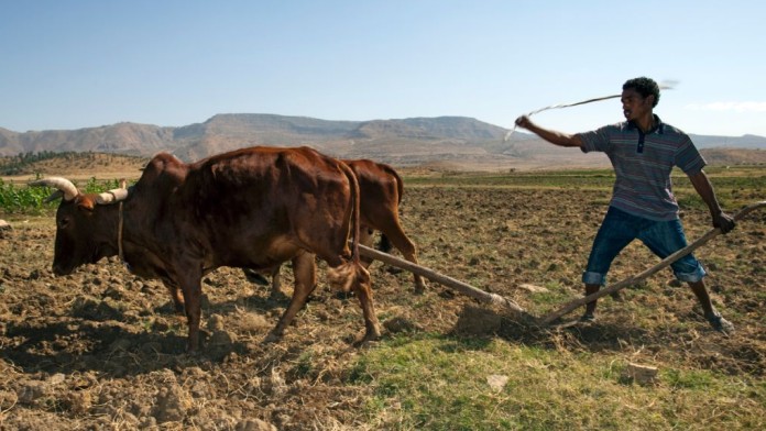 Man who ploughs a field with two oxen