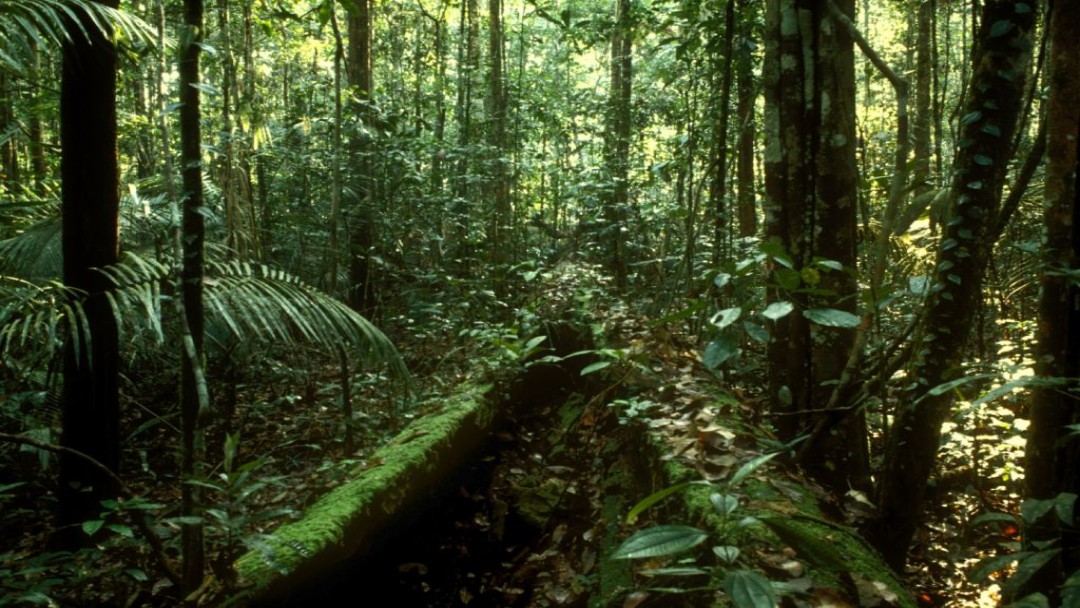 Tropischer Regenwald, Blick zwischen die Bäume, gedämpftes Licht