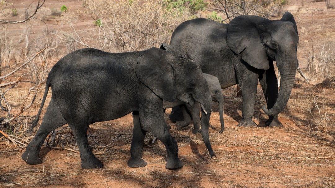 Family of elephants