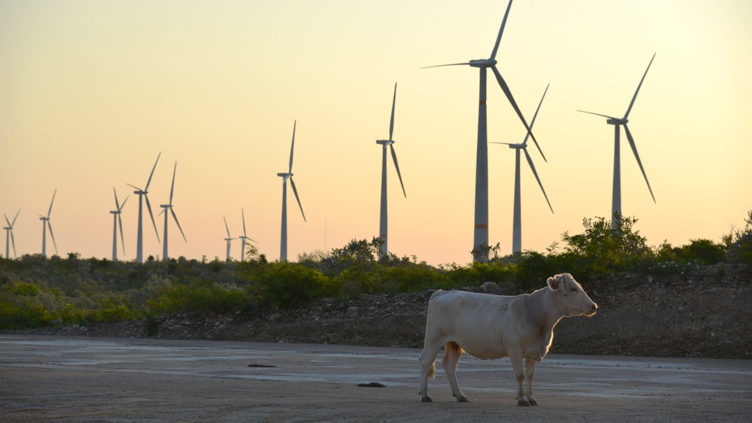 Eine Kuh steht vor einer Reihe von Windrädern in der Abenddämmerung