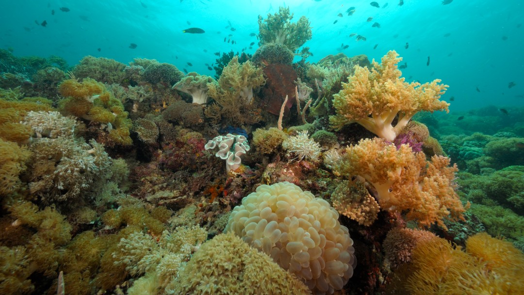 Coral reefs