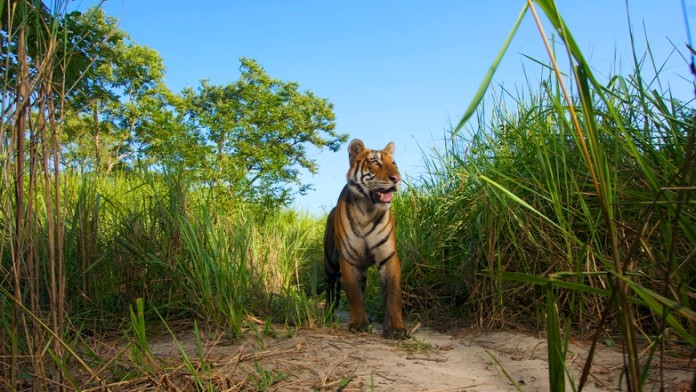 Tiger in hohem Gras