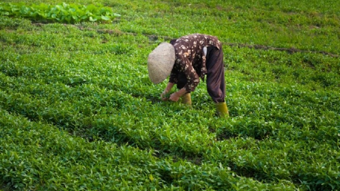 Bäuerin in Vietnam bei der Arbeit auf dem Feld