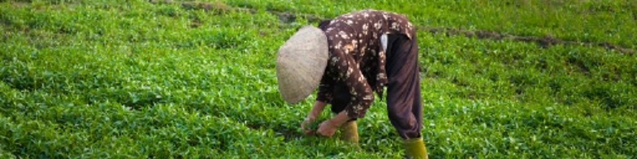 Frau in Vietnam bestellt ihr Feld