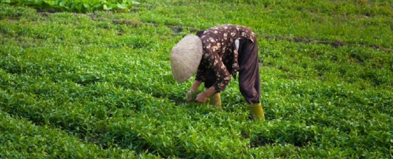 Vietnamese women working on the field