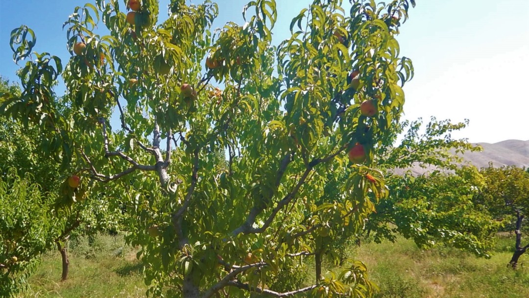 One of many groves of apricot trees in Armenia. They produce big succulent apricots when the weather cooperates. 