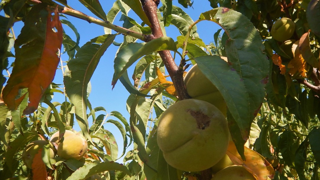 Fruits damaged by frost. 