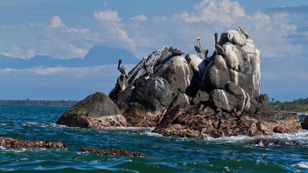 pelicans on a rock in the ocean 