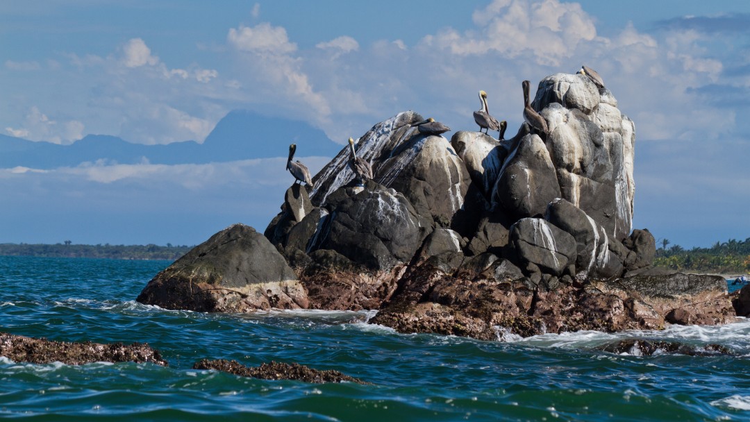 pelicans on a rock in the ocean