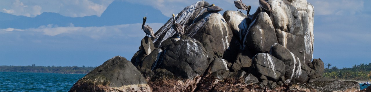 Pelicans on a rock in the ocean
