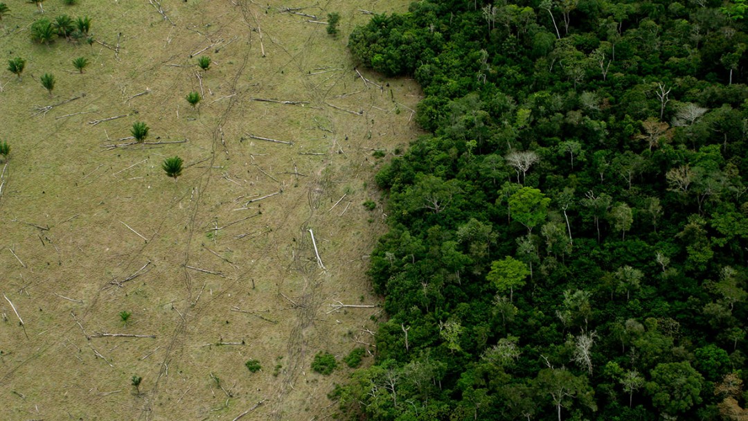 destroyed forest area in the Amazonas
