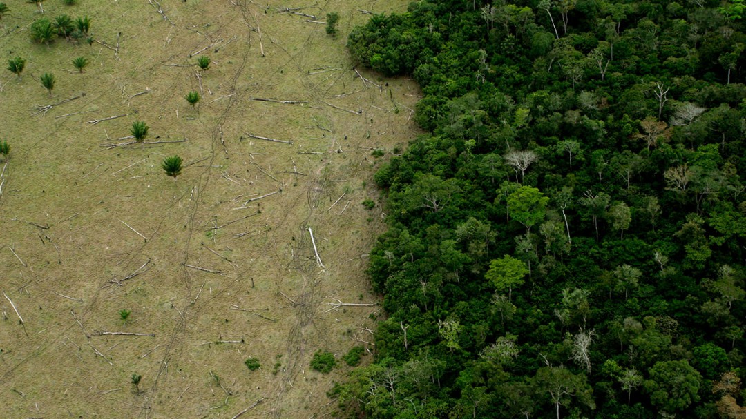 Zerstörtes Waldgebiet im Amazonas