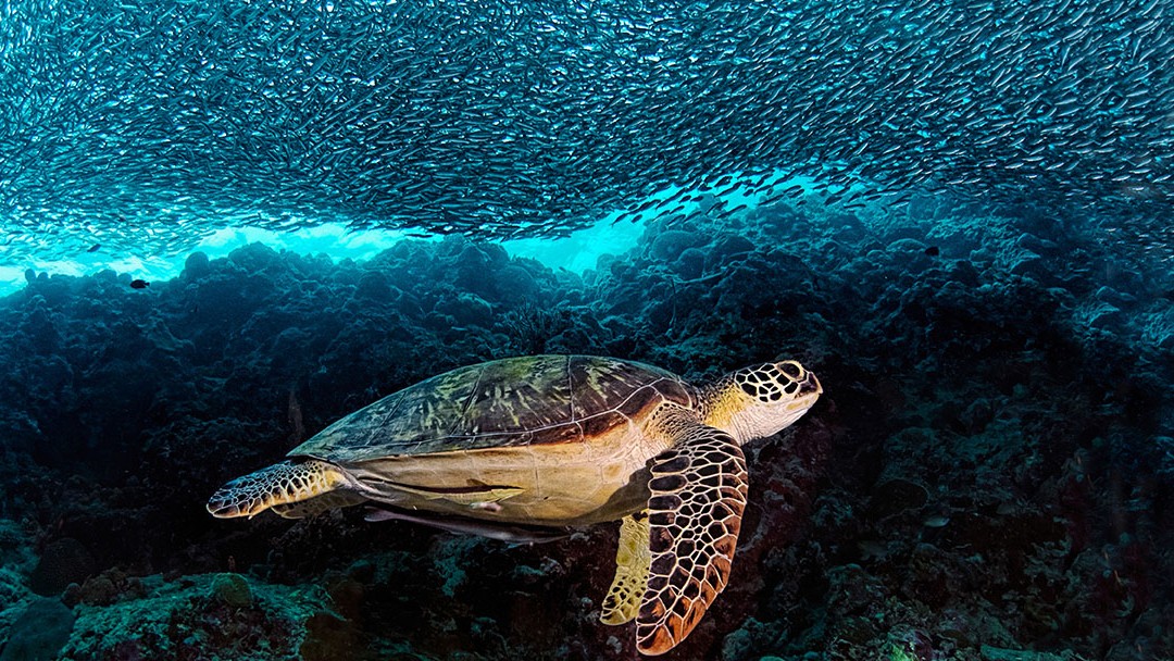 Schildkröte im Meer