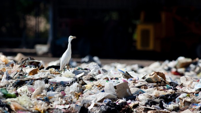 Seagull on a mountain of rubbish