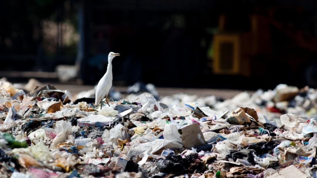 Möwe auf Müllberg