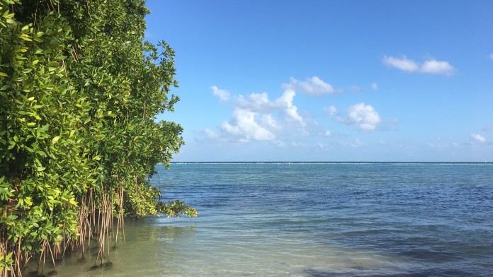 Mangroves