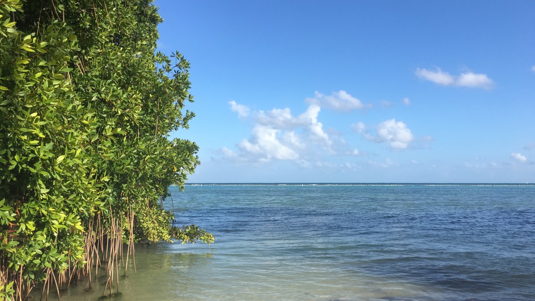 Mangroves in the Dominican Republic