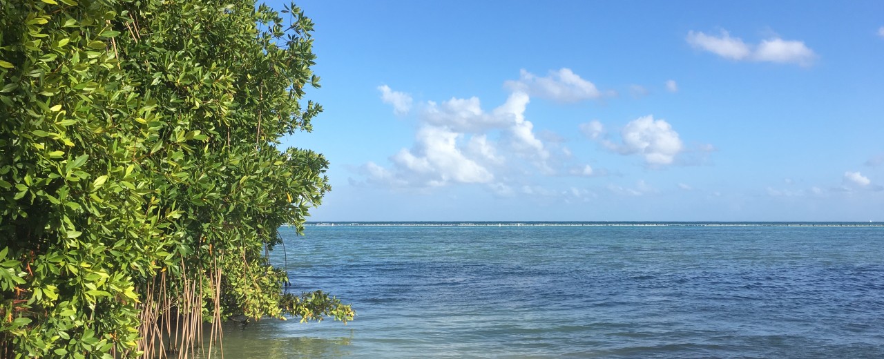 Mangroves in the Dominican Republic