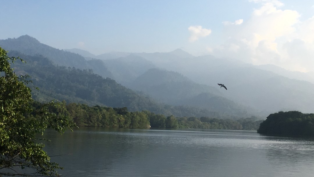 A bird flies through a nature conservation area in Honduras.