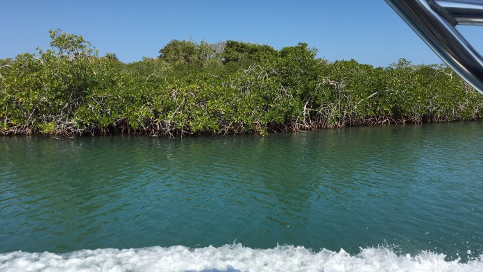 View from a boat to the mangrove forest on the waterfront 