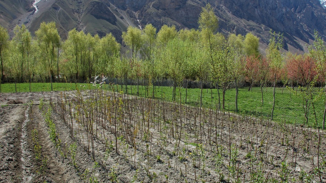 Feld in Tadschikistan 