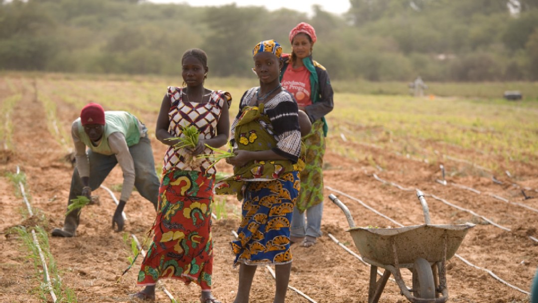 Farmers on a field