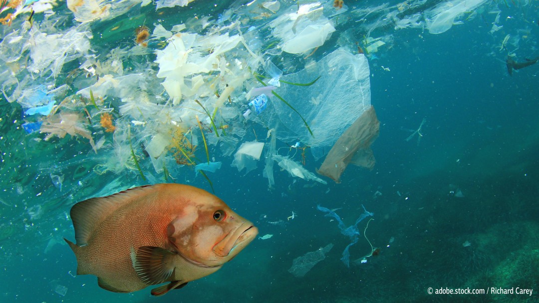 Ein Fisch schwimmt im Meer, um ihn herum Plastikmüll.