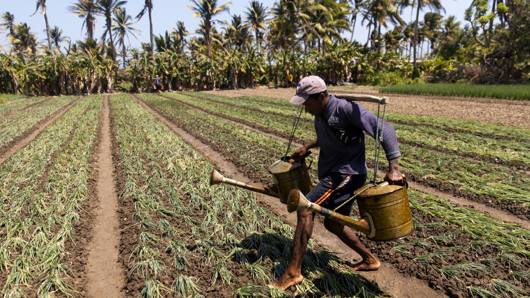 A farmer with two large watering cans in his hands carefully walks across a freshly sown field.