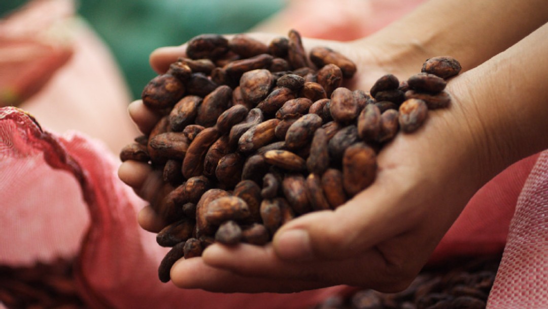 Zwei Hände gefüllt mit Kakaobohnen 