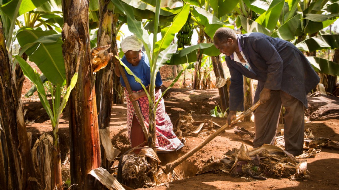 Eine Bäuerin und ein Bauer arbeiten auf einer Kakaoplantage 