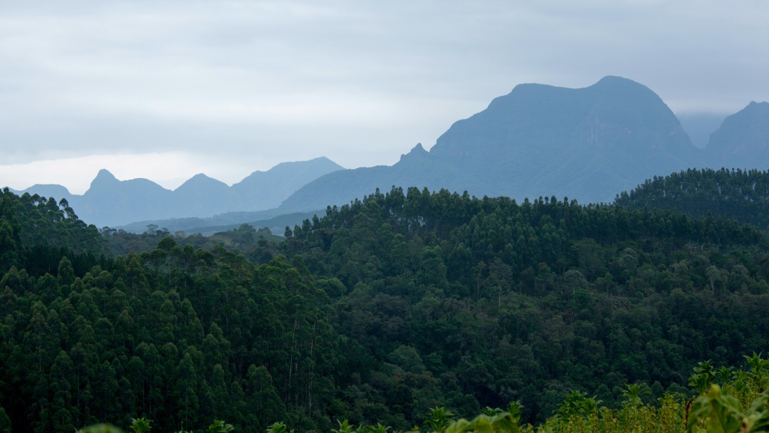 Large, dense and green forest from above. Mountains can be seen in the distance.