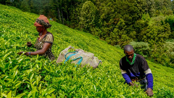 A man and a woman on a tea plantation 