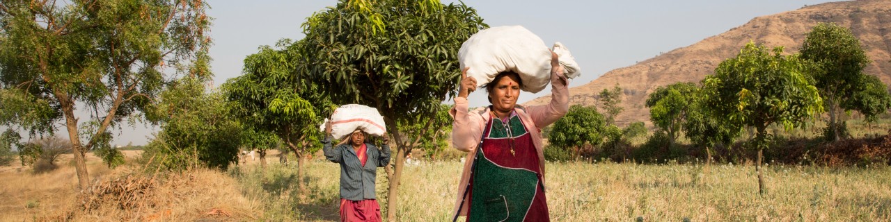 Indian woman farmers carry a bag on their heads through the field