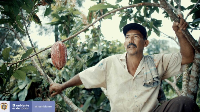 Farmer Don Albino sits in front of one of his cocoa trees 