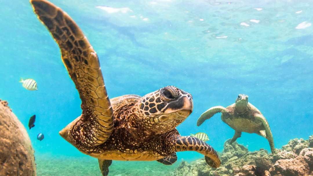 two turtles under water