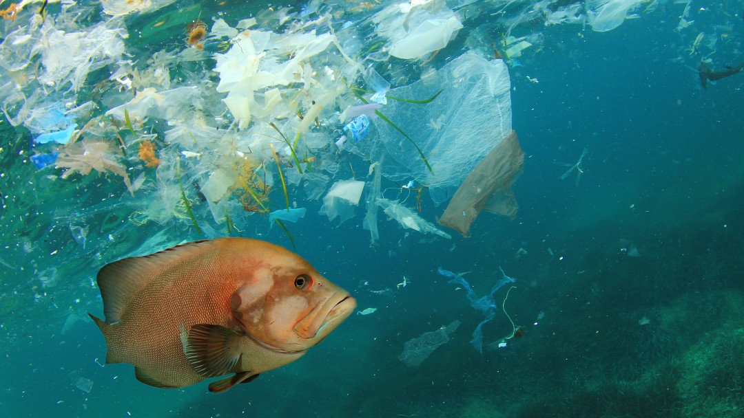 Ein Fisch unter Wasser, über ihm Müll