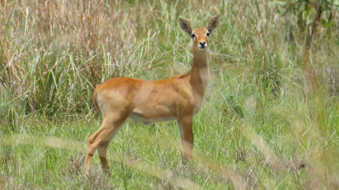 Antilope blickt in die Kamera