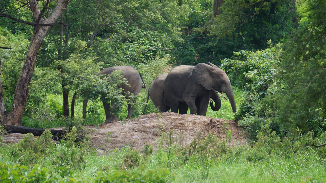 Elefanten in der Natur