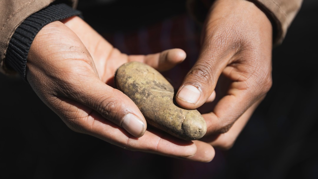 Two hands hold a potato