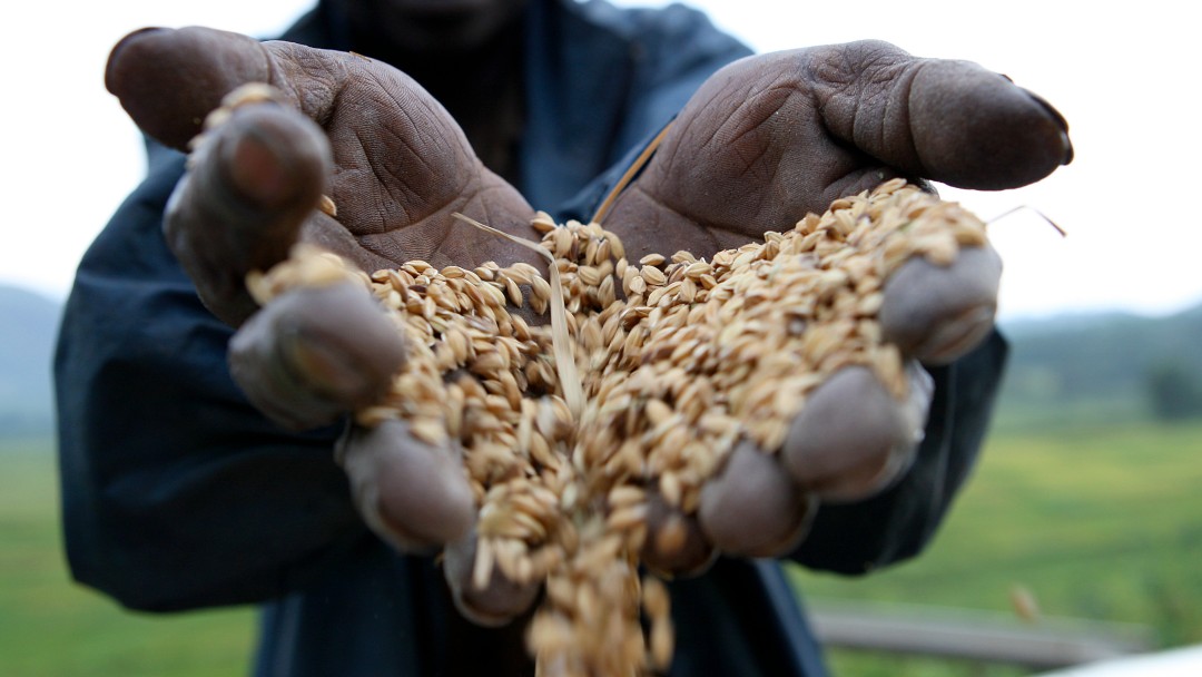 Harvested rice in the hands of a rice farmer