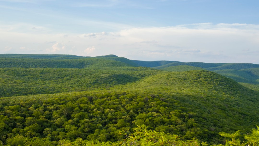 Grüne Bäume, blaue Himmel und Wolken