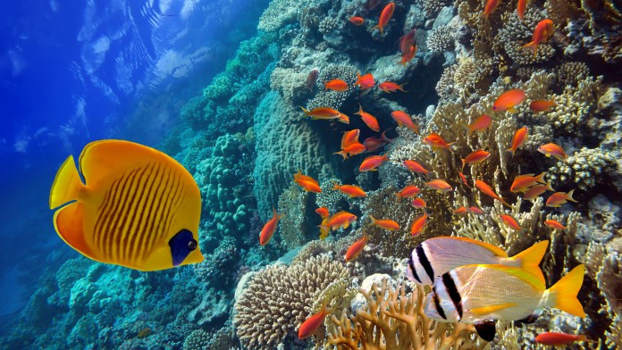 Fish under water