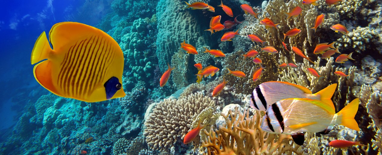 Fish under water