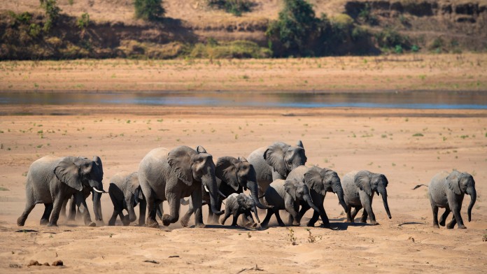 A group of elephants
