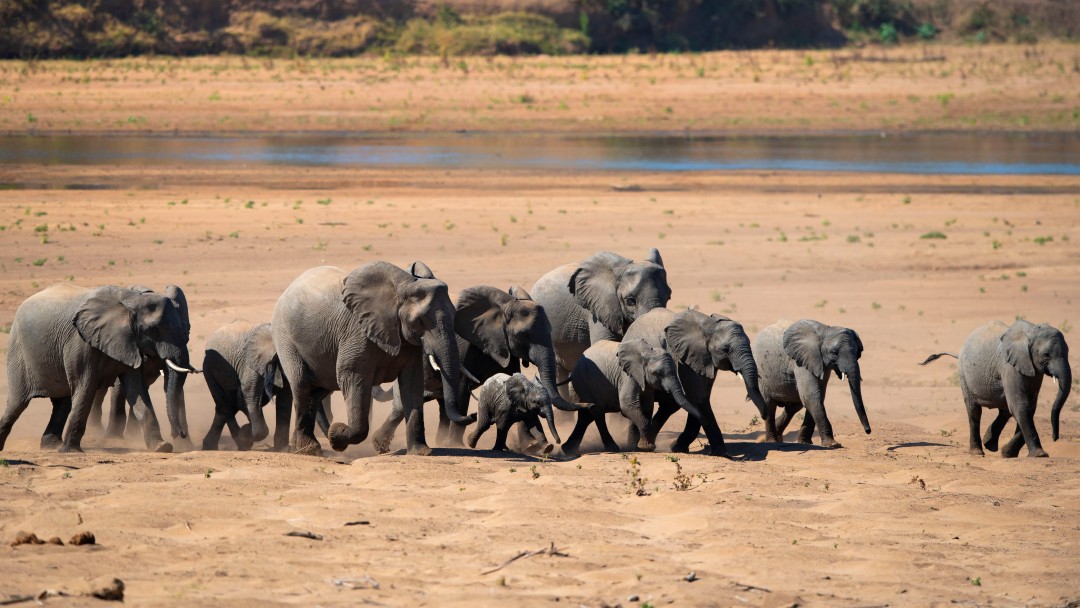 Elefanten in einer Gruppe 