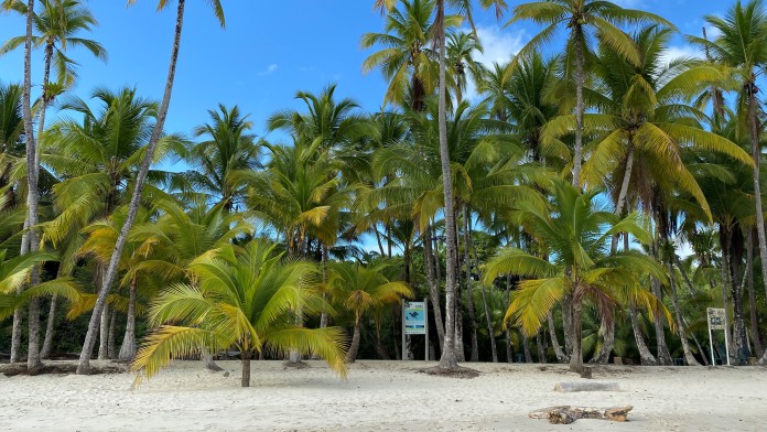 Palmtrees at the beach