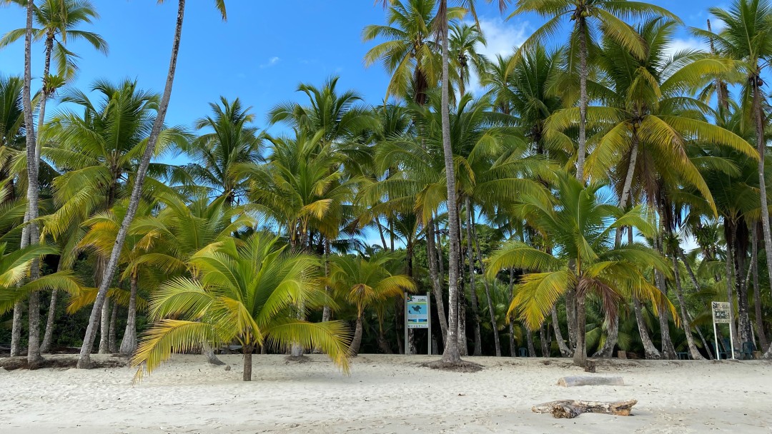 Palmtrees at the beach