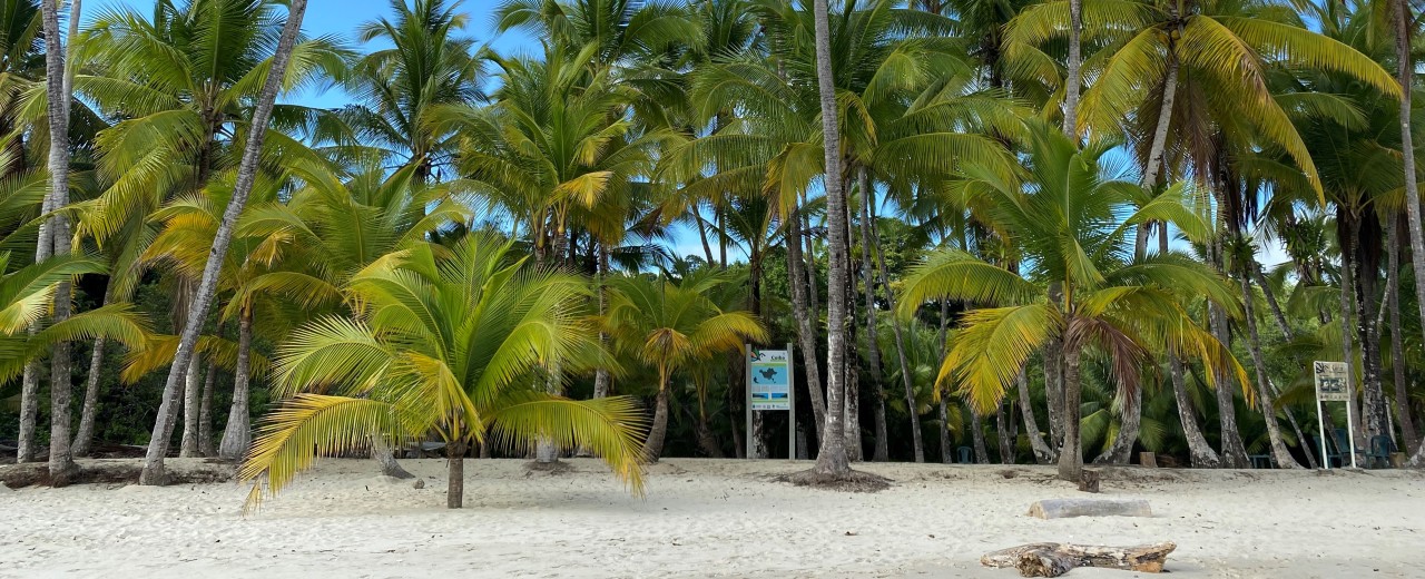 Palmen am Strand