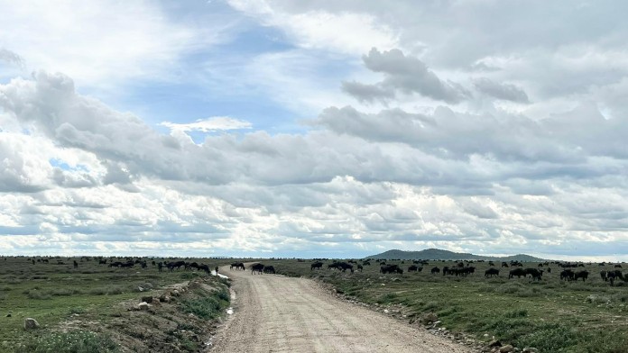 Road in the national park 